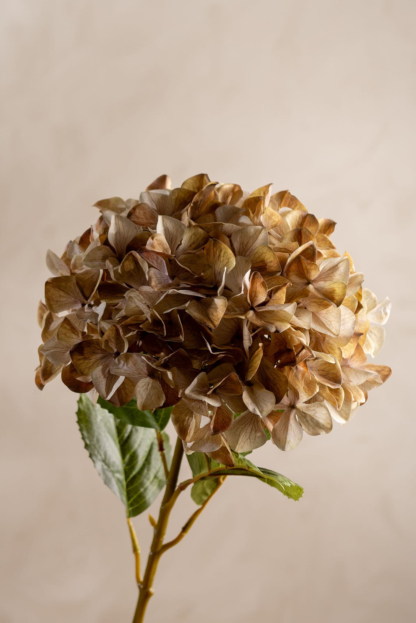 Kunstig beige Hortensia 110cm