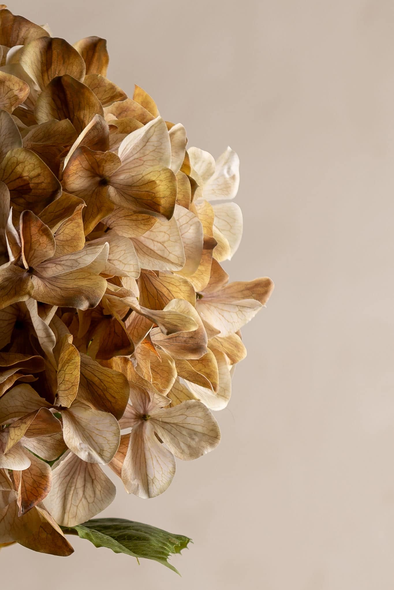 Kunstig beige Hortensia 110cm