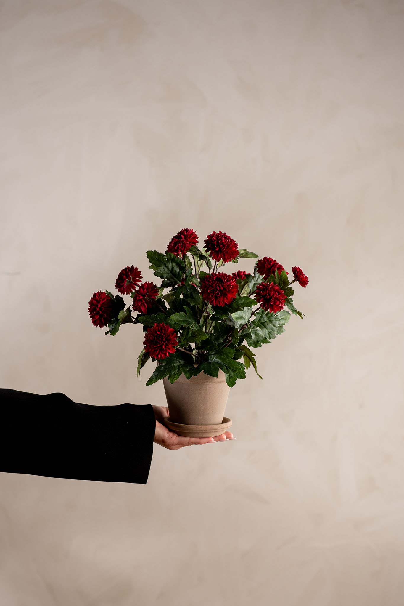Kunstig burgunder Chrysanthemum 30cm