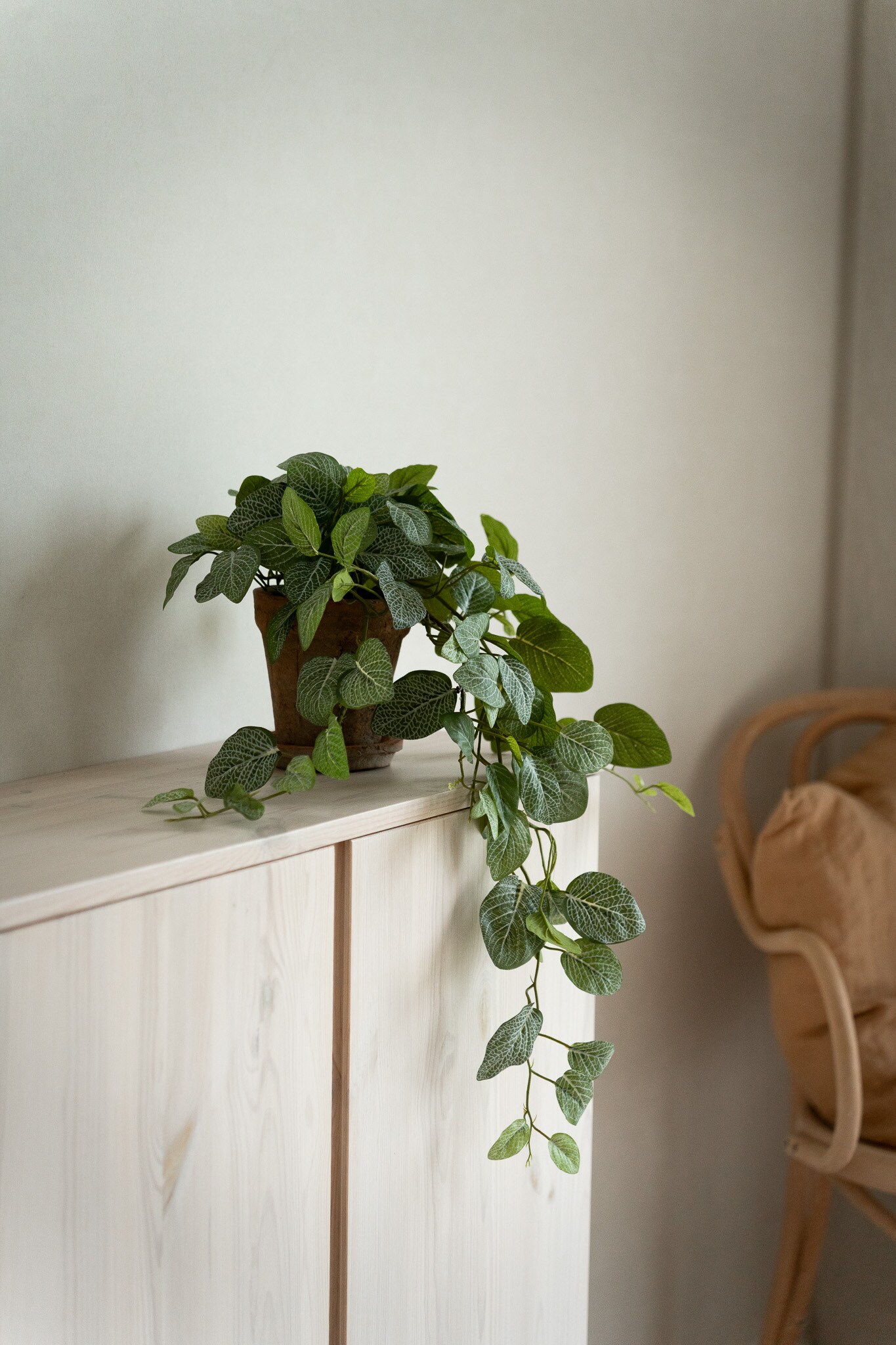 Kunstig grønn Fittonia 50 cm