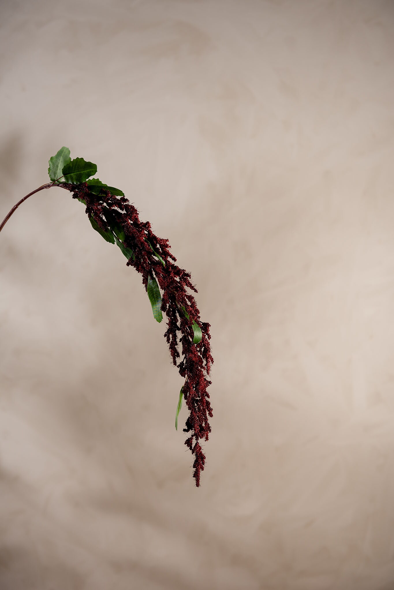 Kunstig burgunder Amaranthus 95cm