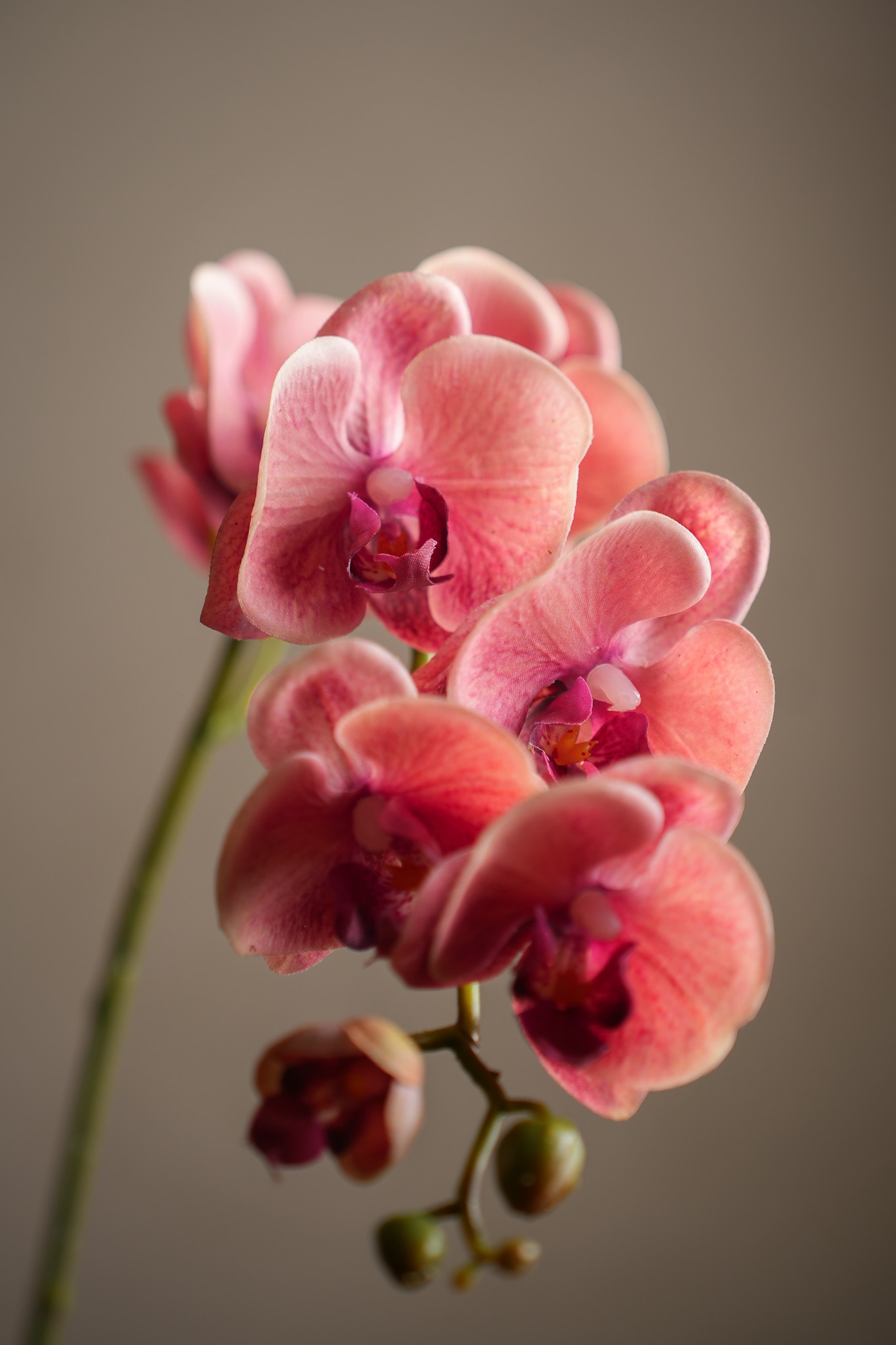 Kunstig rosa Phalaenopsis 75 cm