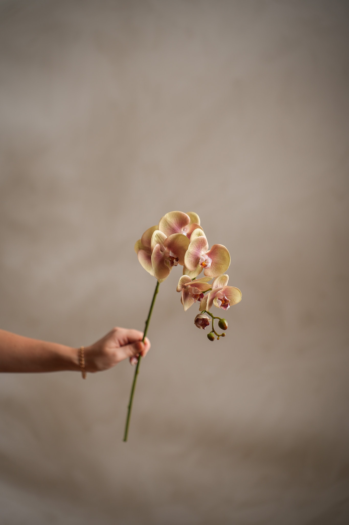 Kunstig grønn Phalaenopsis 75 cm