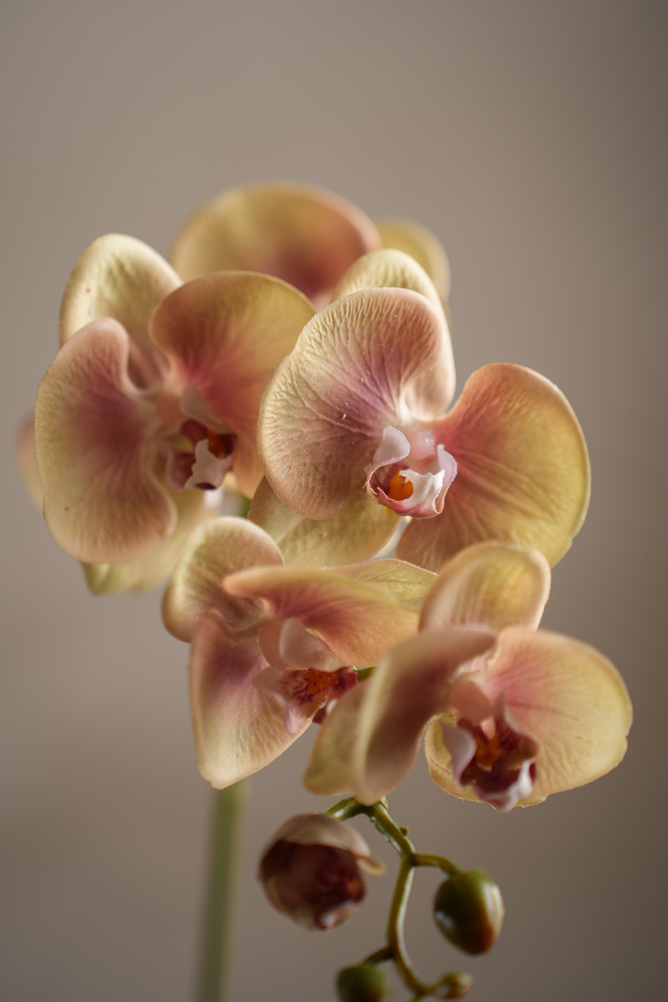 Kunstig grønn Phalaenopsis 75 cm