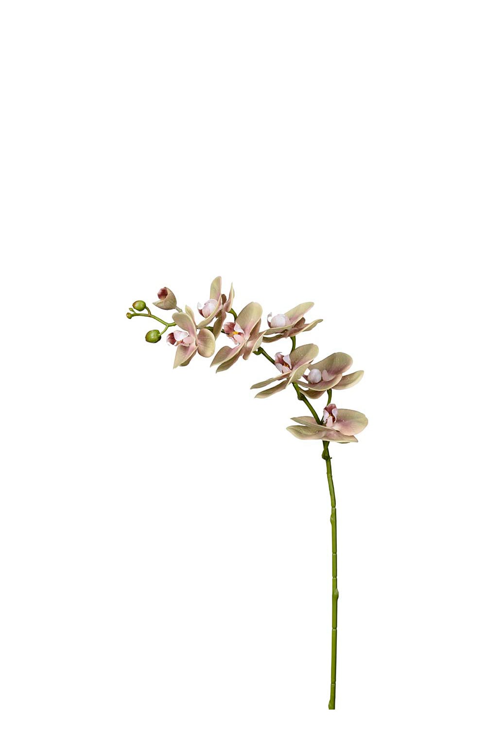 Kunstig grønn Phalaenopsis 75 cm