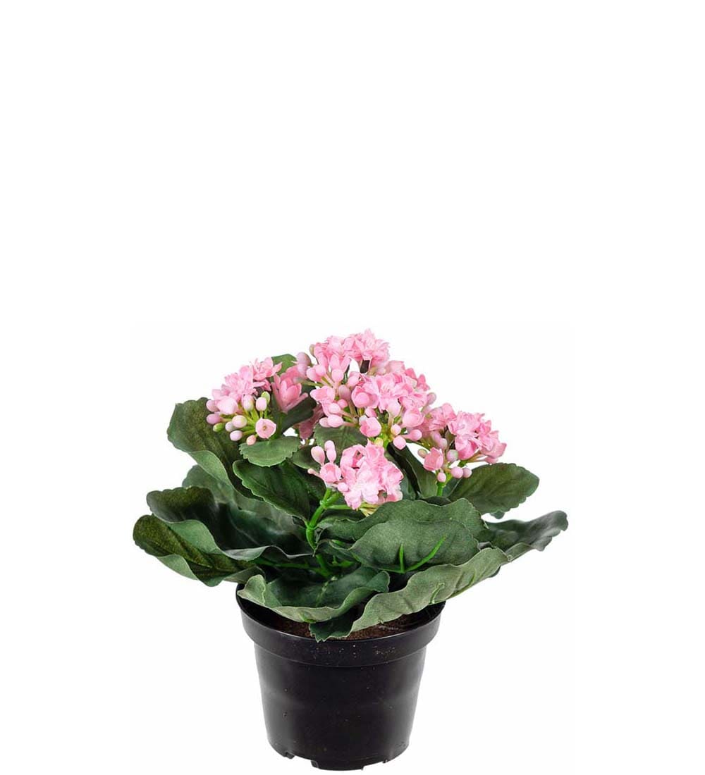 Kalanchoe