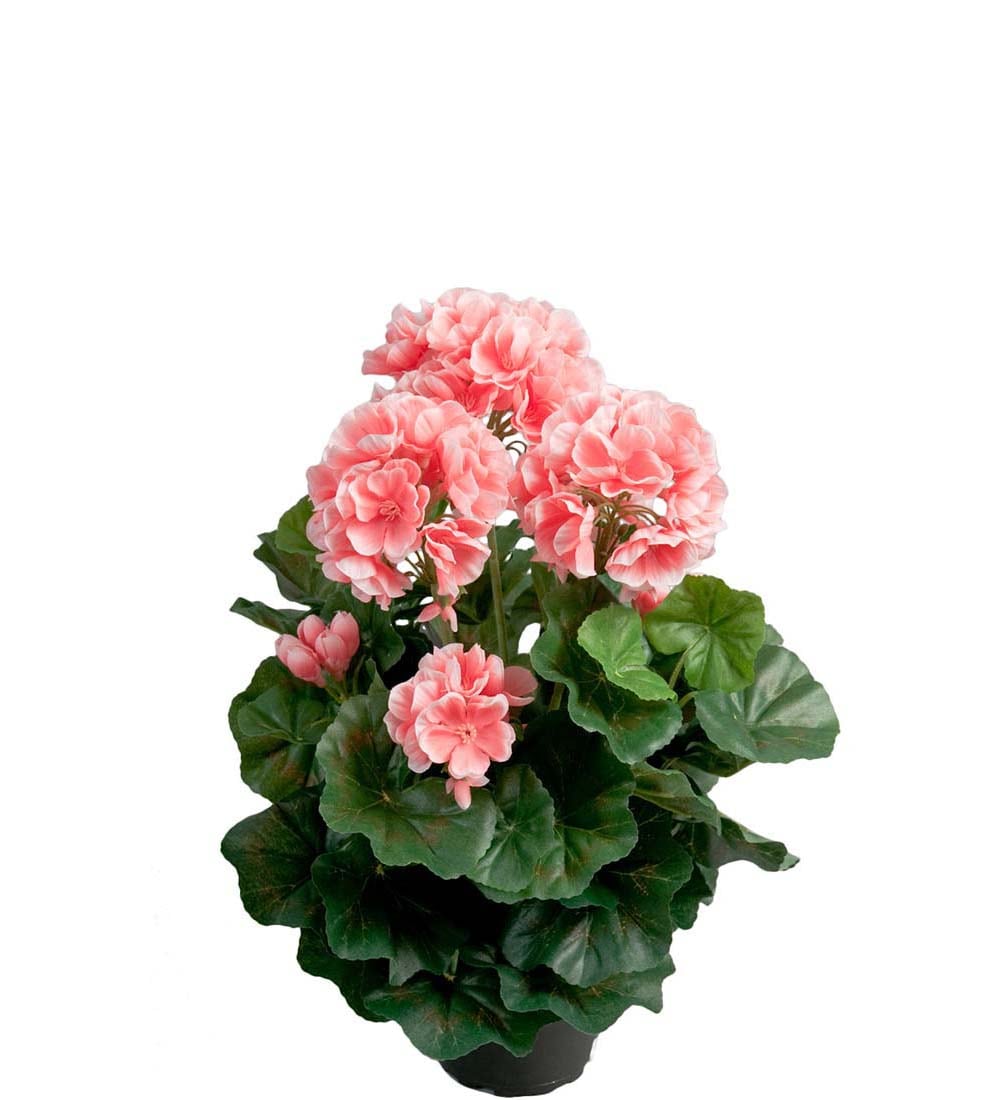 Pelargonium